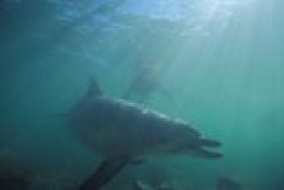 Delphin unter Wasser-SW Delphine unter Wa.jpg
